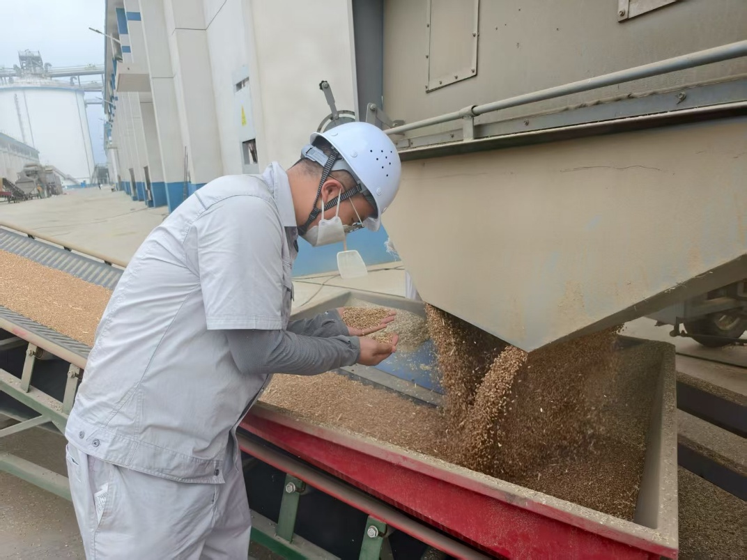 中储粮安徽分公司六安直属库工作人员检查即将入库的小麦。人民网记者 李栋摄