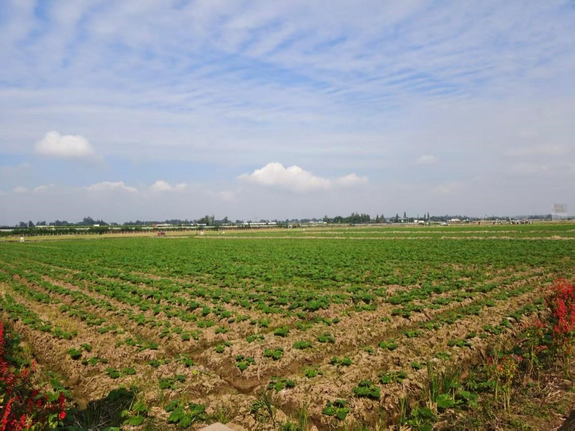 四川省眉山市东坡区太和镇永丰村的高标准农田。人民网记者 李栋摄