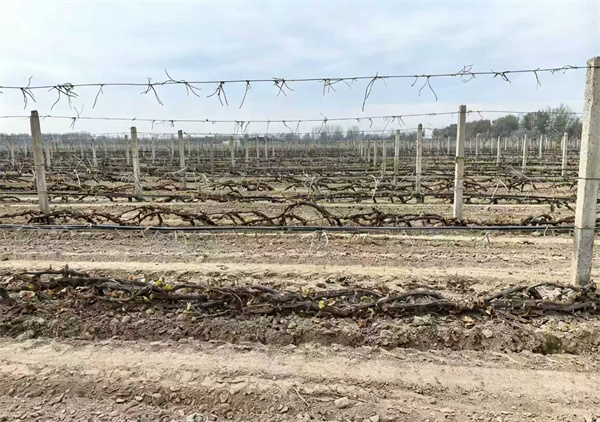 酿酒葡萄下架埋土.jpg 酿酒葡萄下架埋土.jpg