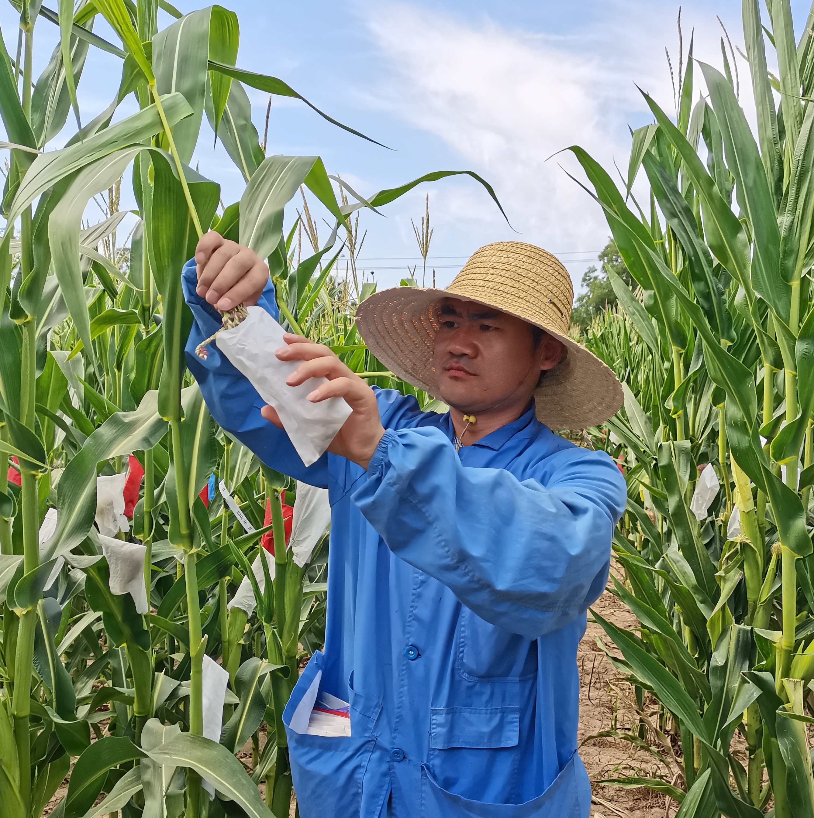 种业集团科研育种中心主任 张文博 在海南制种基地进行玉米育种套袋.jpg