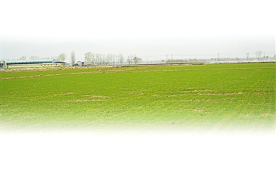 <p> 春麦苗已破土而出。</p>