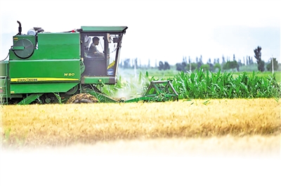 <p> 联合收割机在金黄的麦田上收割作业。</p>