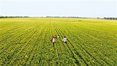 <p>　　6月19日，位于吴忠市红寺堡区的宁夏富阳工贸集团千亩小麦种植区，丰收在望。　</p><p>　　本报记者　钱建忠　摄</p>